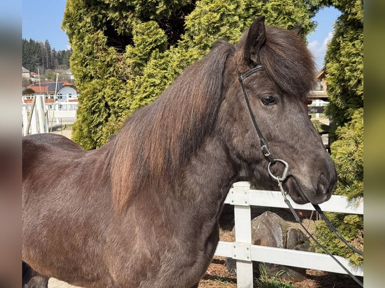 Caballos islandeses Yegua 6 años 142 cm Negro in Lochen am See