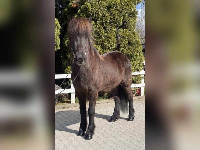 Caballos islandeses Yegua 6 años 142 cm Negro in Lochen am See