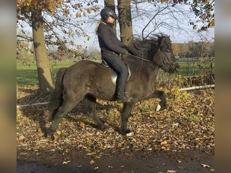 Caballos islandeses Yegua 6 años 142 cm Negro in Schneverdingen