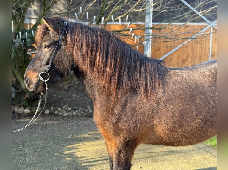 Caballos islandeses Yegua 6 años 143 cm Castaño in Lochen am See