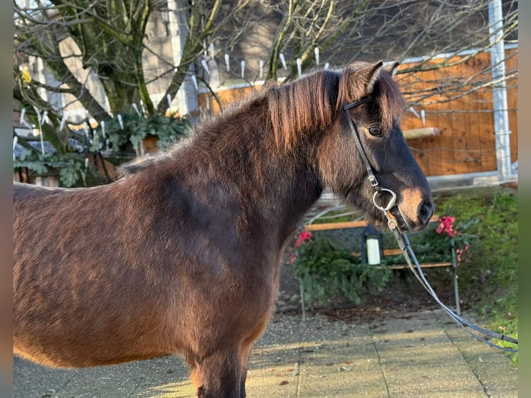 Caballos islandeses Yegua 6 años 143 cm Castaño in Lochen am See