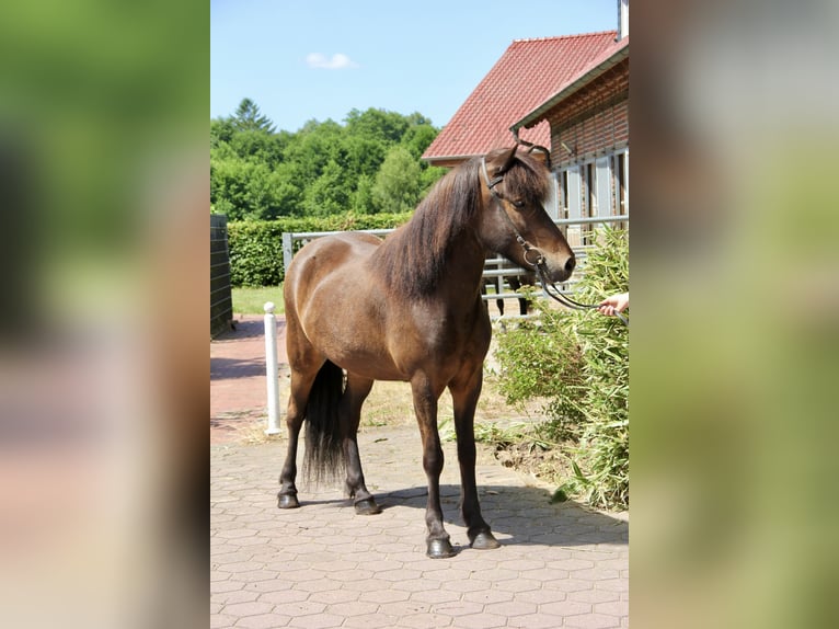 Caballos islandeses Yegua 6 años 143 cm Castaño in Soltau