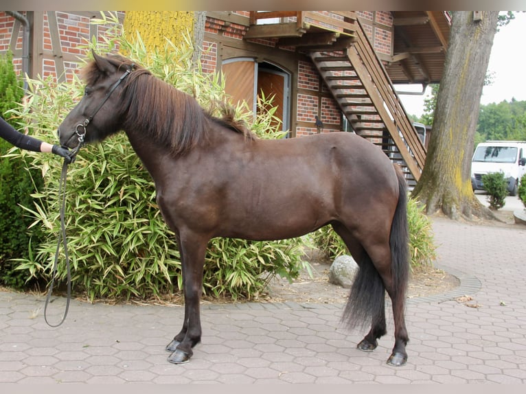 Caballos islandeses Yegua 6 años 143 cm Negro in Soltau