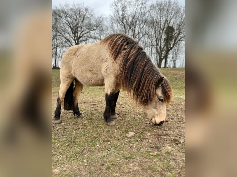Caballos islandeses Yegua 6 años 144 cm in Blunk