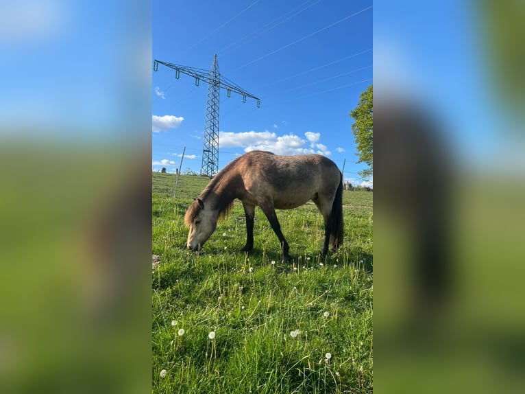 Caballos islandeses Yegua 6 años 144 cm in Blunk