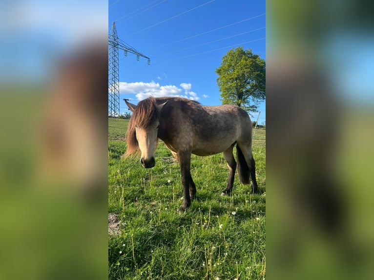 Caballos islandeses Yegua 6 años 144 cm in Blunk