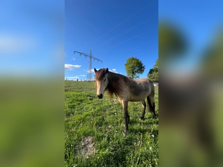 Caballos islandeses Yegua 6 años 144 cm in Blunk