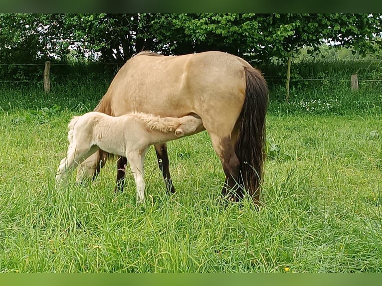 Caballos islandeses Yegua 6 años 144 cm in Blunk