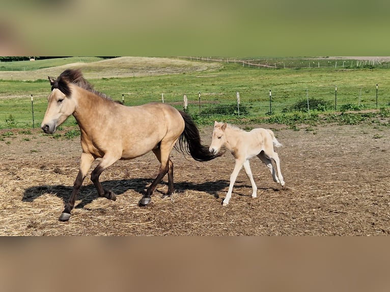 Caballos islandeses Yegua 6 años 144 cm in Blunk