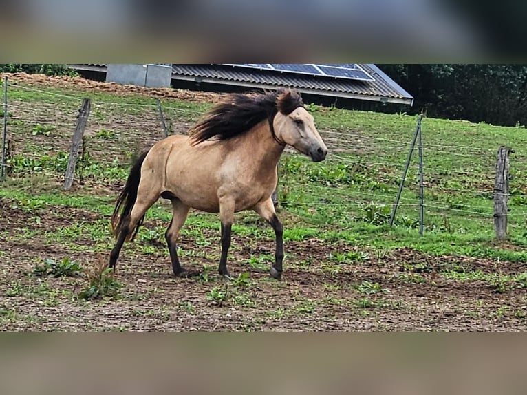 Caballos islandeses Yegua 6 años 144 cm in Blunk