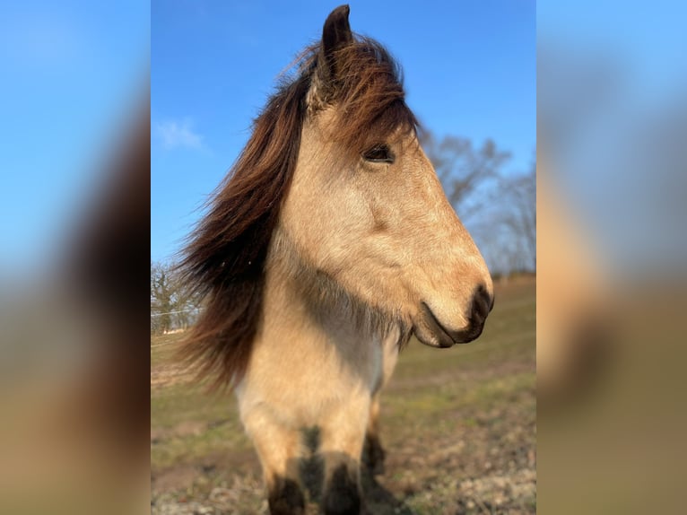 Caballos islandeses Yegua 6 años 144 cm in Blunk