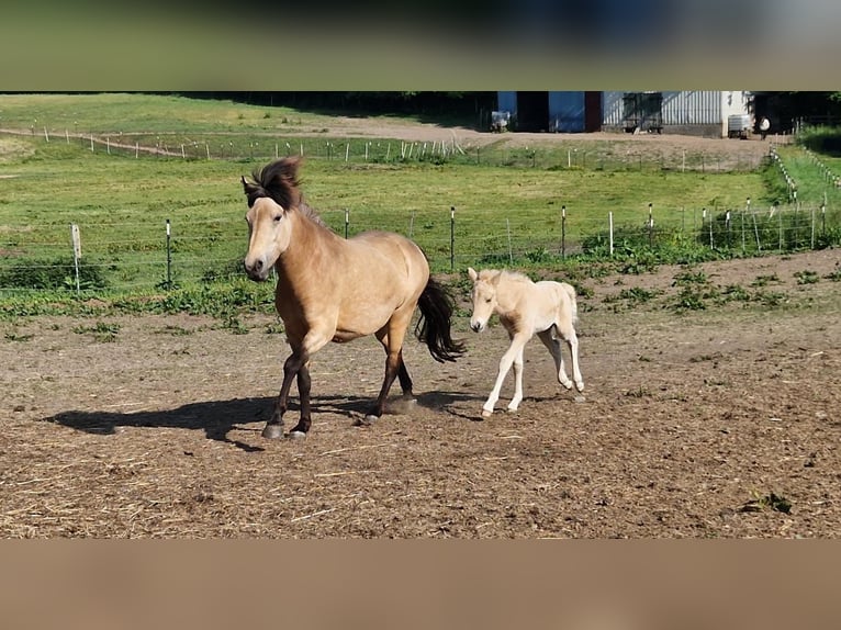 Caballos islandeses Yegua 6 años 144 cm in Blunk