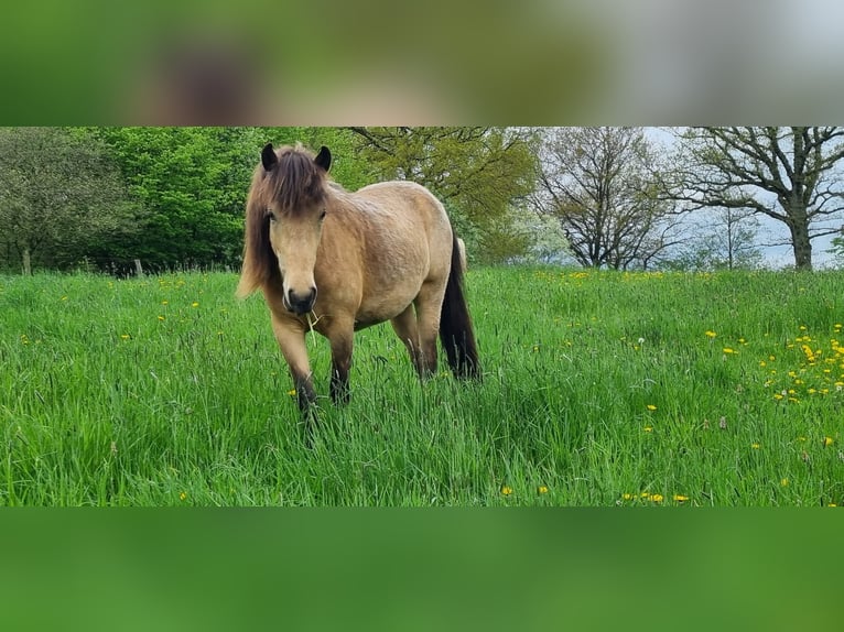 Caballos islandeses Yegua 6 años 144 cm in Blunk