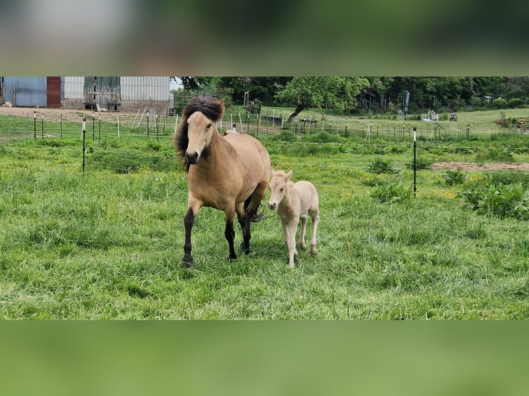 Caballos islandeses Yegua 6 años 144 cm in Blunk