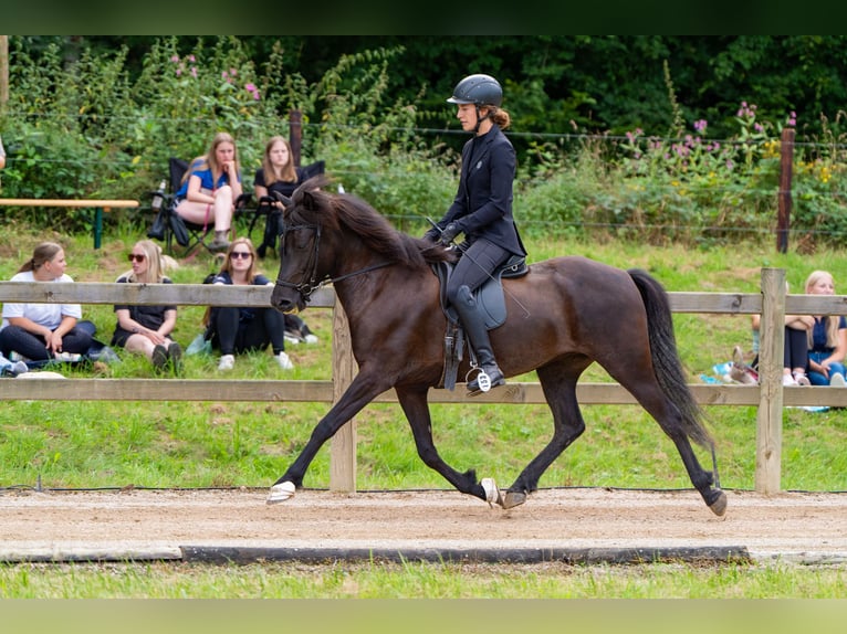 Caballos islandeses Yegua 6 años 144 cm Morcillo in Kalenborn