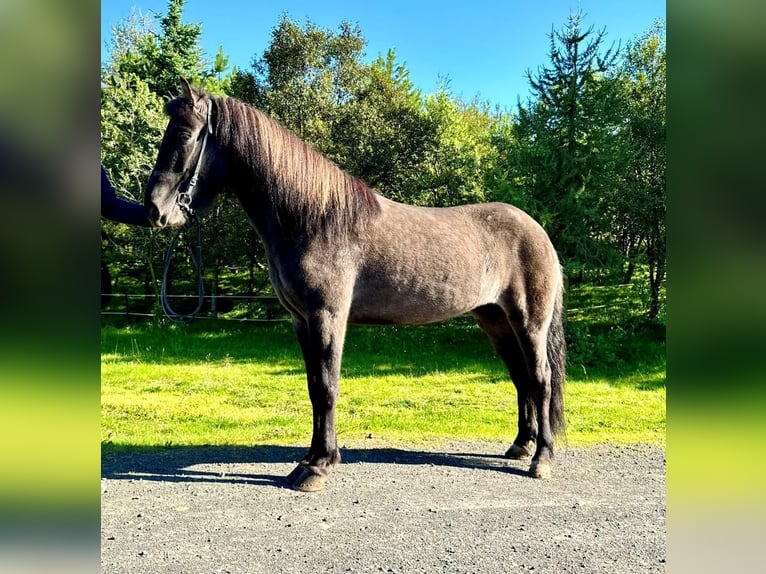 Caballos islandeses Yegua 6 años 144 cm Negro in Selfoss