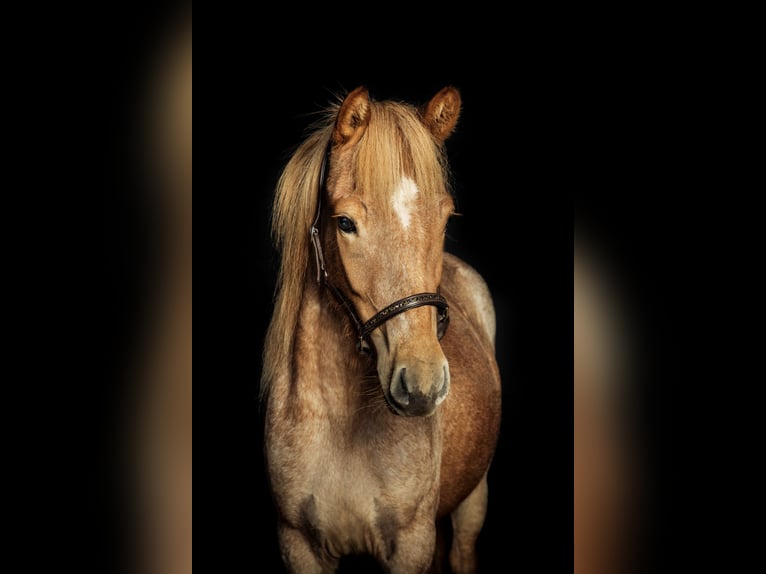 Caballos islandeses Yegua 6 años 144 cm Ruano alazán in Weselberg