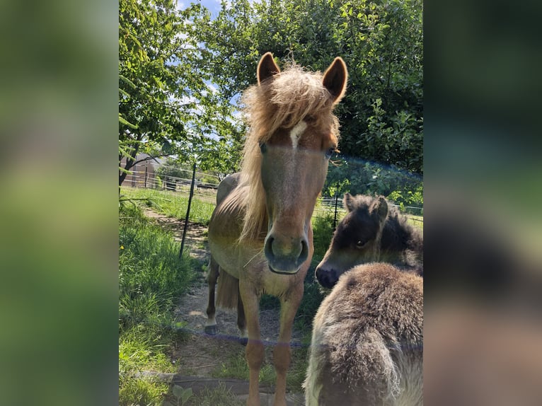 Caballos islandeses Yegua 6 años 144 cm Ruano alazán in Weselberg