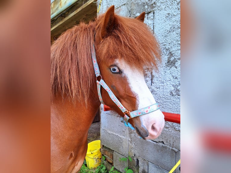 Caballos islandeses Yegua 6 años 145 cm Alazán in Flattach