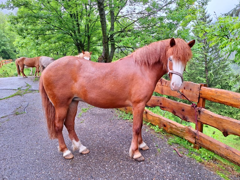 Caballos islandeses Yegua 6 años 145 cm Alazán in Flattach