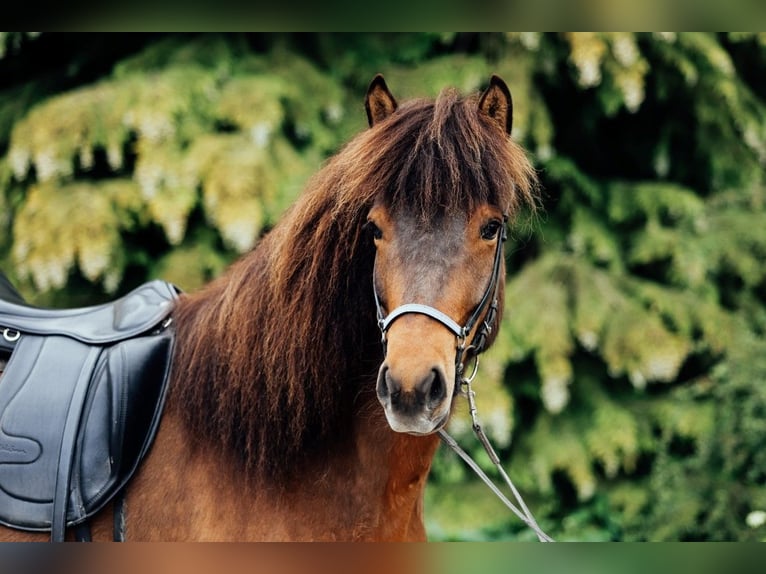 Caballos islandeses Yegua 6 años 145 cm Castaño in Taufkirchen an der Trattnach