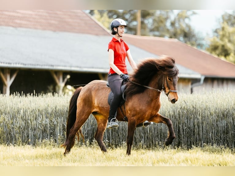 Caballos islandeses Yegua 6 años 145 cm Castaño in Taufkirchen an der Trattnach