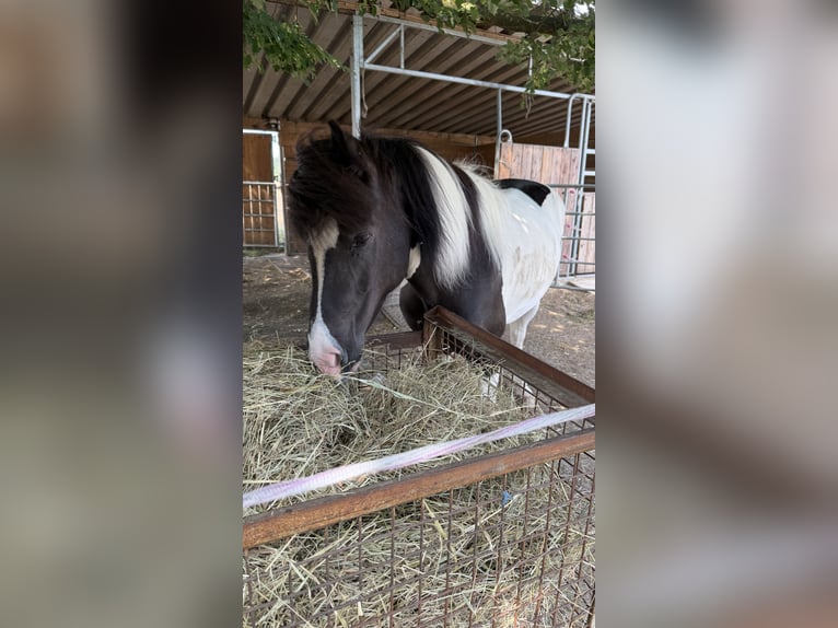 Caballos islandeses Yegua 6 años 145 cm Pío in Melle