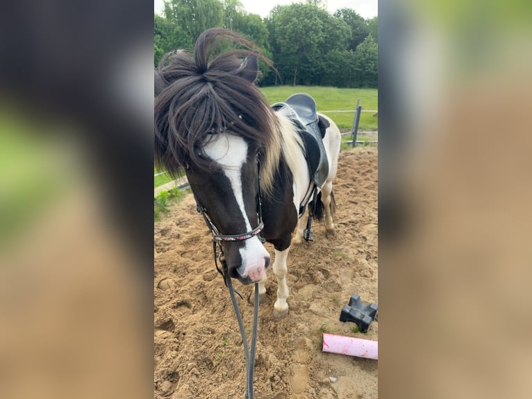 Caballos islandeses Yegua 6 años 145 cm Pío in Melle