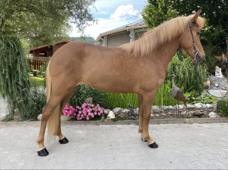 Caballos islandeses Yegua 6 años 147 cm Alazán in Lochen am See