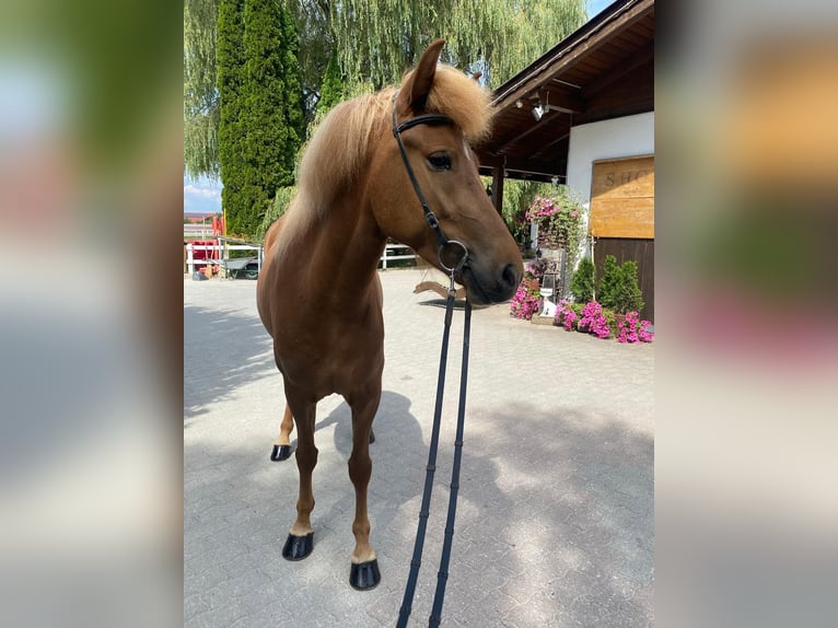 Caballos islandeses Yegua 6 años 147 cm Alazán in Lochen am See