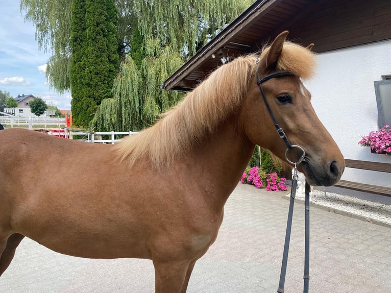 Caballos islandeses Yegua 6 años 147 cm Alazán in Lochen am See