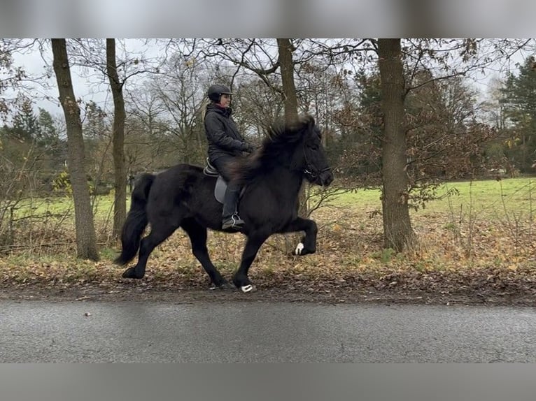 Caballos islandeses Yegua 6 años 147 cm Negro in Schneverdingen