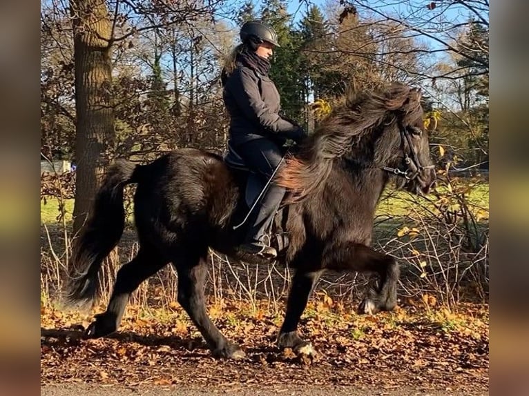 Caballos islandeses Yegua 6 años 147 cm Negro in Schneverdingen