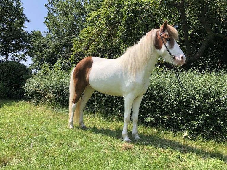 Caballos islandeses Yegua 6 años 147 cm Pío in Hohenfelde