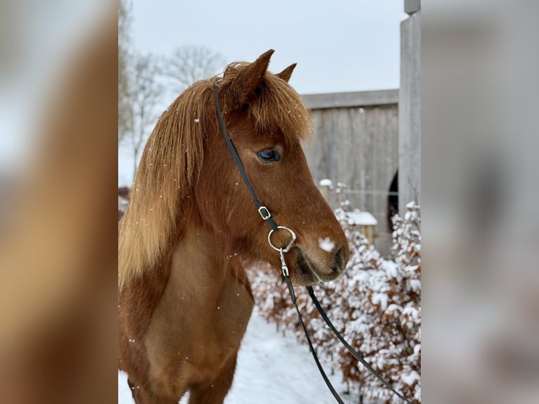 Caballos islandeses Yegua 6 años Alazán in Gilten