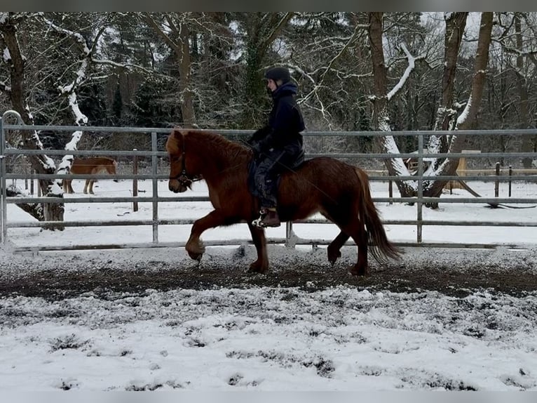 Caballos islandeses Yegua 6 años Alazán in Gilten