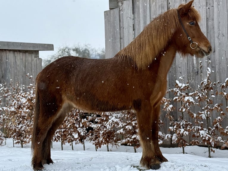 Caballos islandeses Yegua 6 años Alazán in Gilten