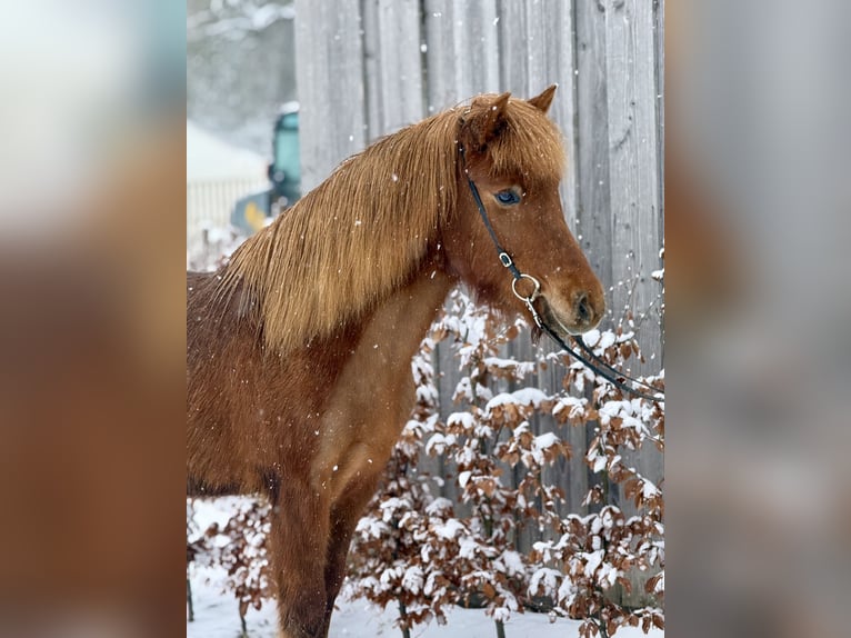 Caballos islandeses Yegua 6 años Alazán in Gilten