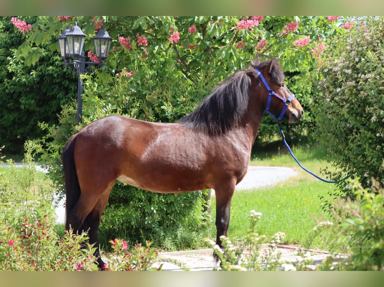 Caballos islandeses Yegua 6 años Castaño in Straßwalchen