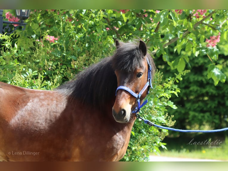 Caballos islandeses Yegua 6 años Castaño in Straßwalchen