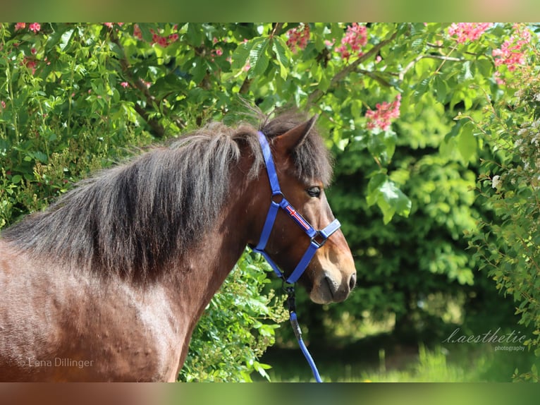 Caballos islandeses Yegua 6 años Castaño in Straßwalchen