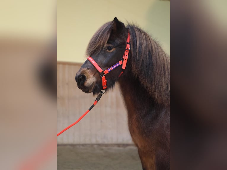 Caballos islandeses Yegua 6 años Castaño in Straßwalchen