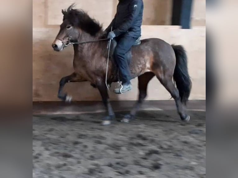 Caballos islandeses Yegua 6 años Castaño in Süd-Island