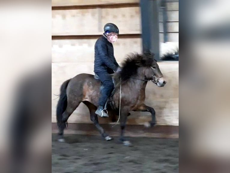 Caballos islandeses Yegua 6 años Castaño in Süd-Island