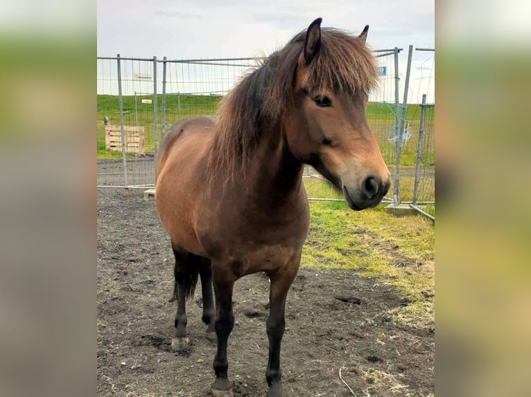 Caballos islandeses Yegua 6 años Castaño in Süd-Island