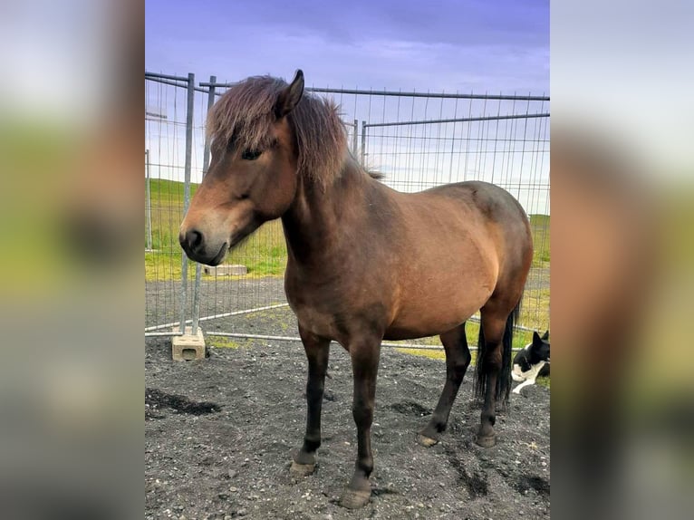 Caballos islandeses Yegua 6 años Castaño in Süd-Island