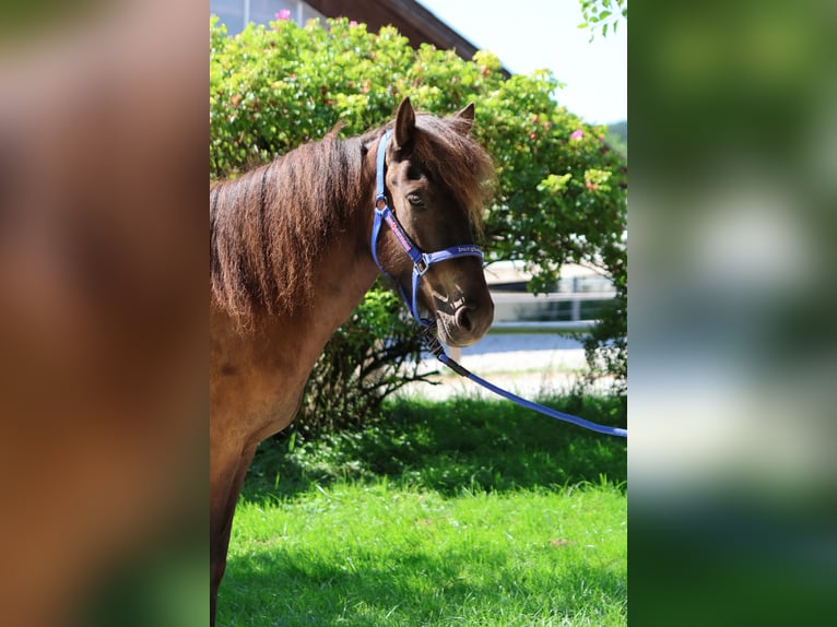 Caballos islandeses Yegua 6 años Negro in Straßwalchen