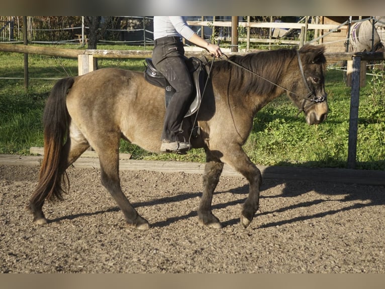 Caballos islandeses Yegua 7 años 130 cm Buckskin/Bayo in Emmendingen