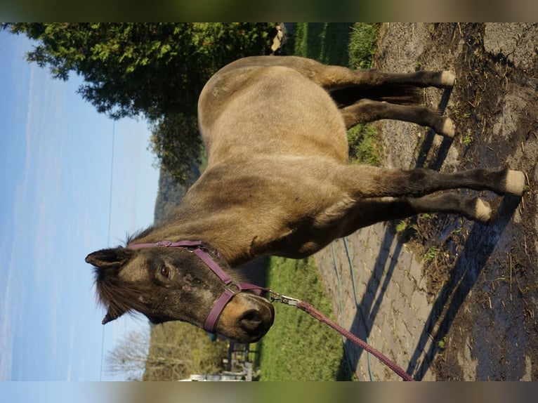 Caballos islandeses Yegua 7 años 130 cm Buckskin/Bayo in Emmendingen