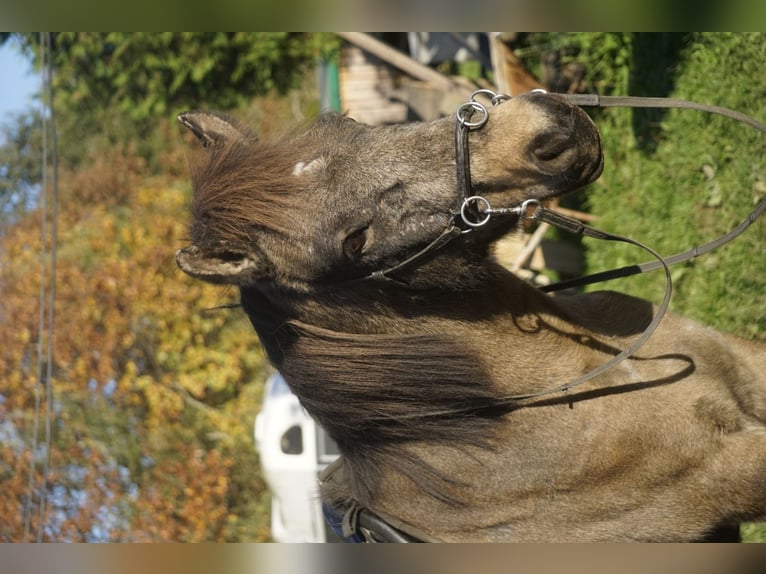 Caballos islandeses Yegua 7 años 130 cm Buckskin/Bayo in Emmendingen